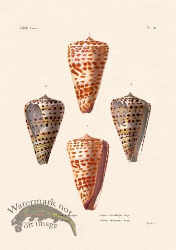 French Shell 045